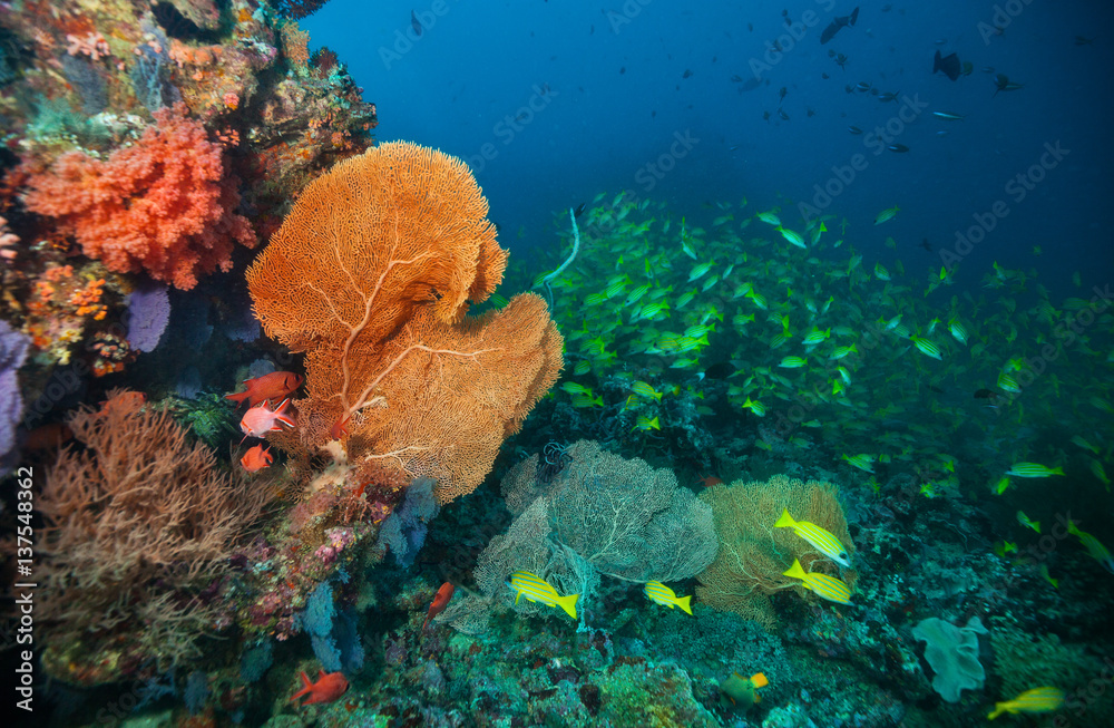 Beautiful soft coral reef in Indian ocean, Maldives