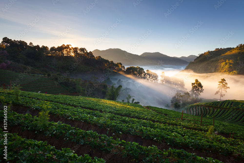 Landscape misty morning sunrise in strawberry garden at Doi Ang khang mountain, chiangmai thailand