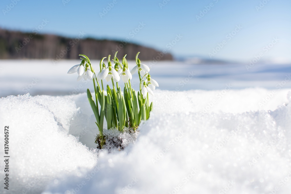 户外雪中升起的雪滴