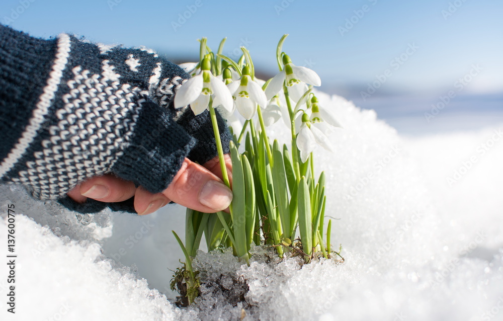 人工采摘雪中飞雪