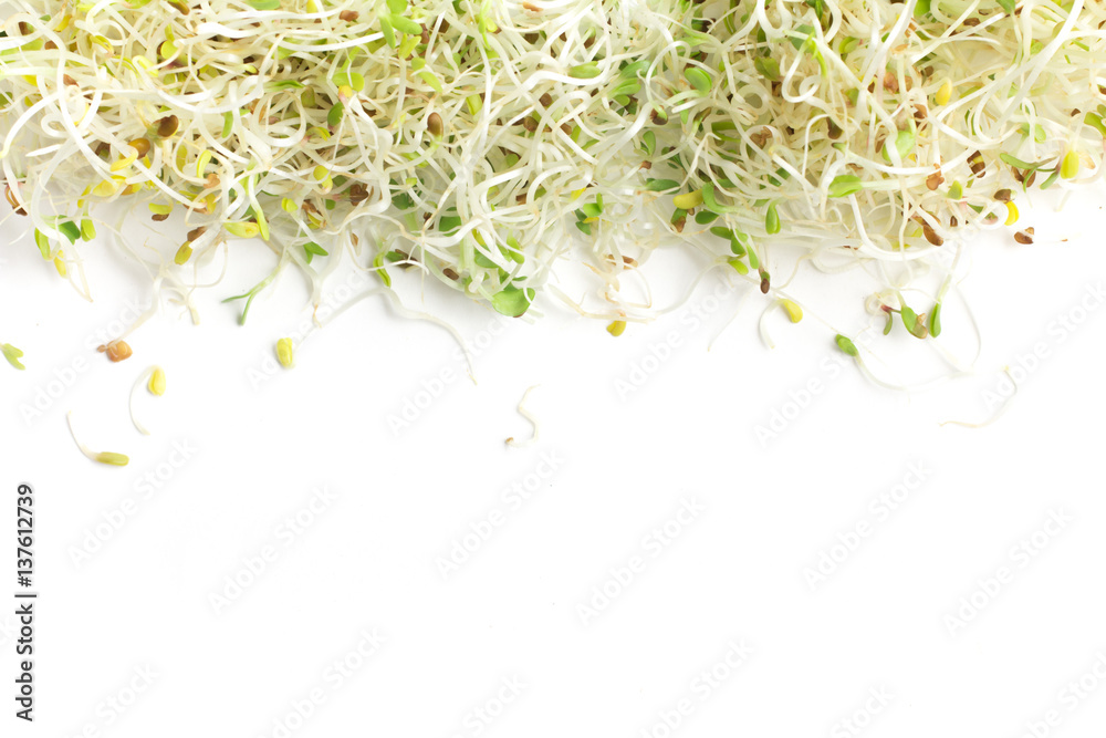 Alfalfa Sprouts frame