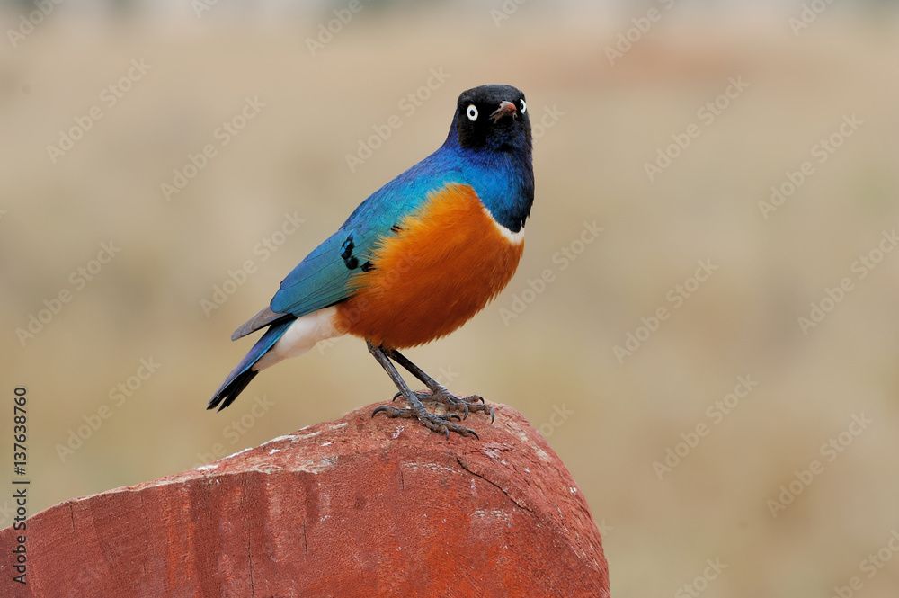 Colourful bird Superb