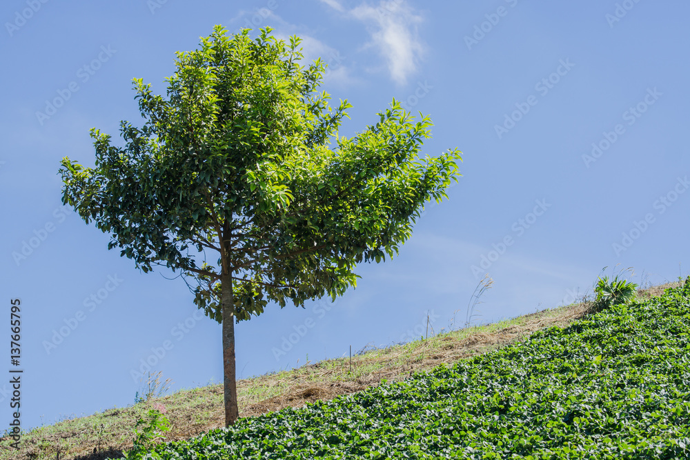 green Trees on the hillside farm near Strawberry.