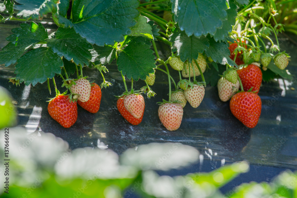 close up fresh strawberries in garden fruit