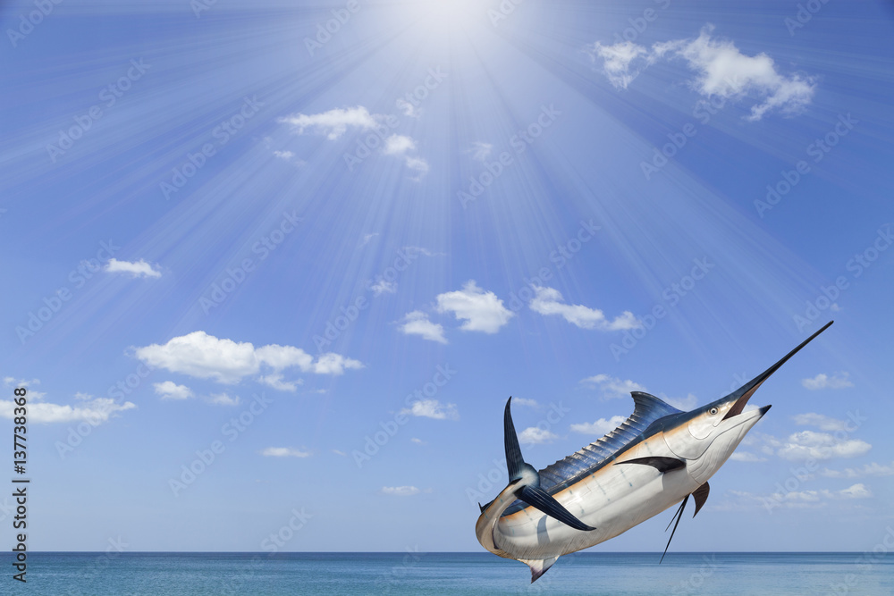 Marlin - Swordfish,Sailfish saltwater fish (Istiophorus)with sun light sea and sky background.