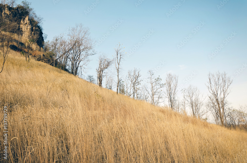 Brown grass on hills with blue sky