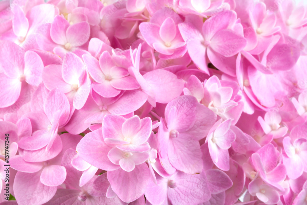 sweet  hydrangea flowers on a white background