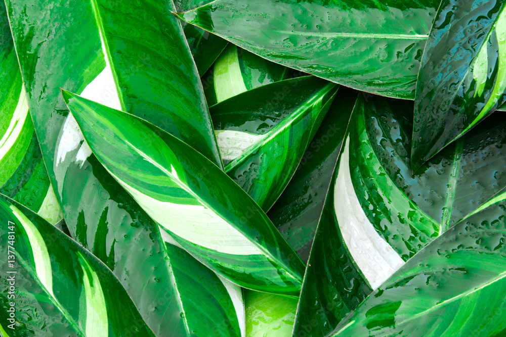 Wet Fresh tropical Green leaves background