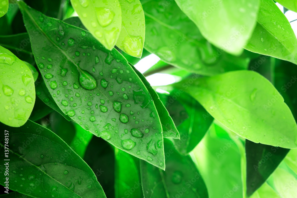 Close up fresh green leaf and water drop in nature