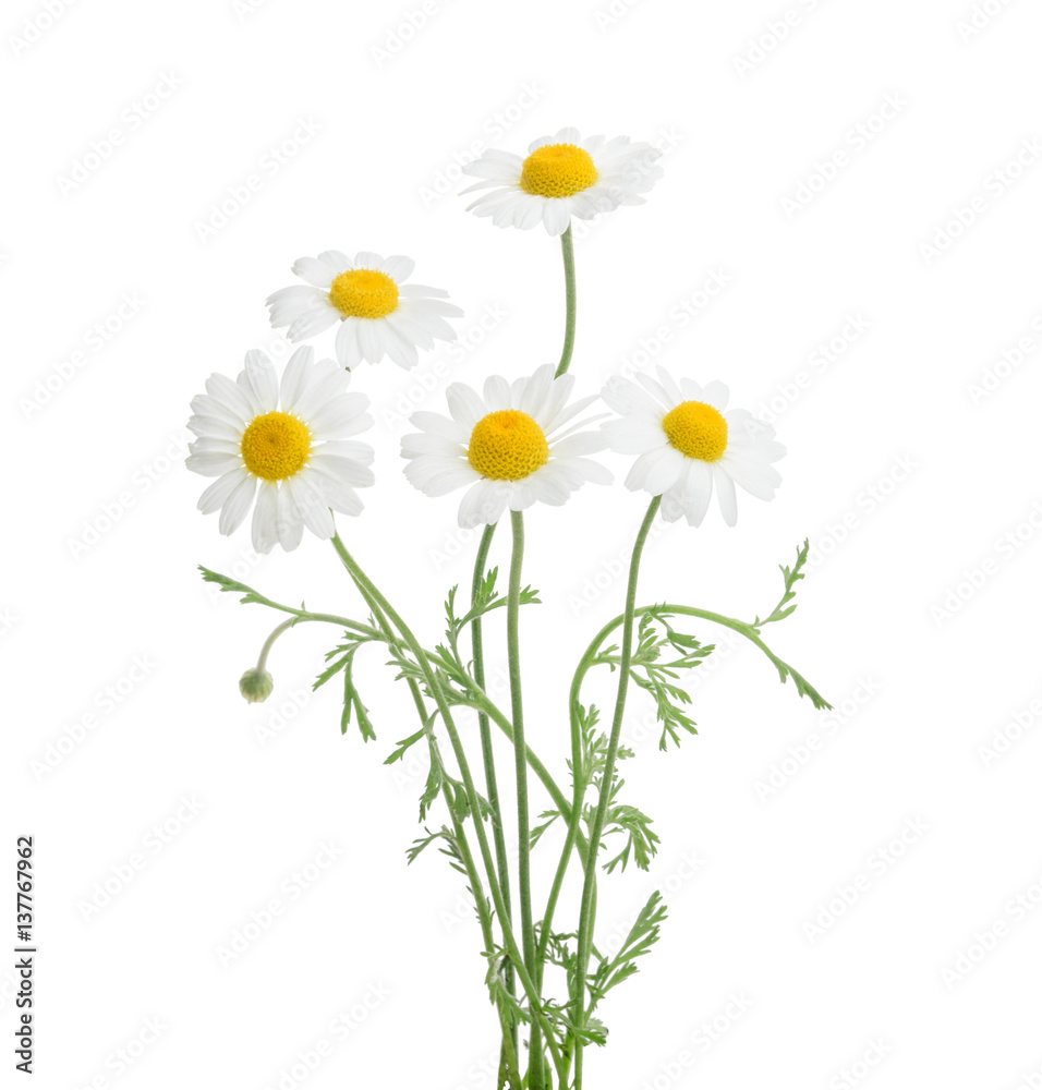 Chamomiles isolated on white background. without shadow