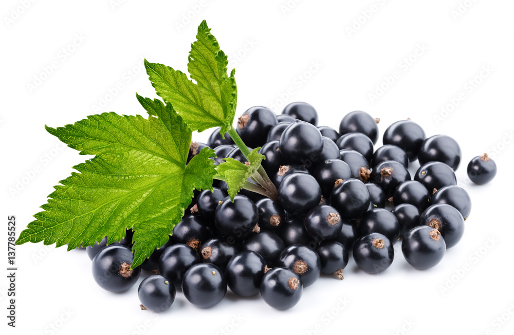 black currant branch