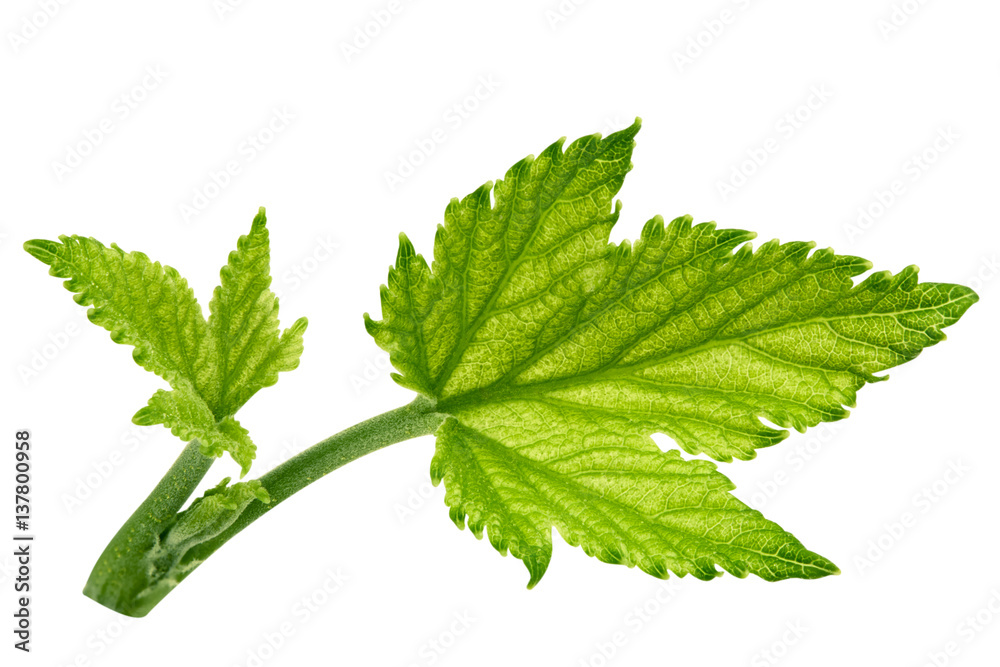 Currant leaf isolated