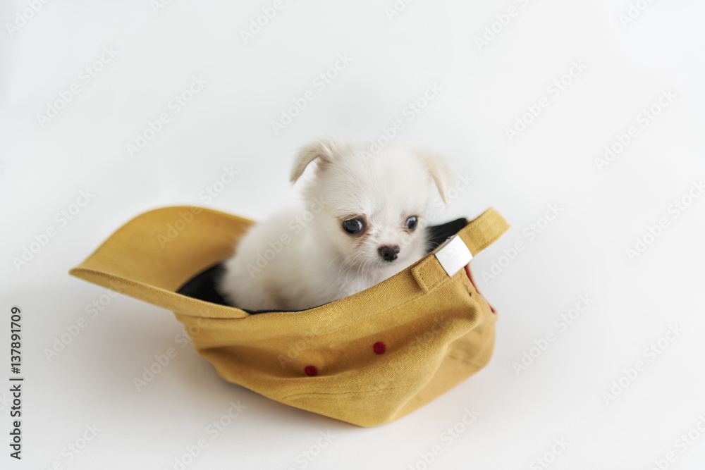 Miniature Chihuahua Dog Concept