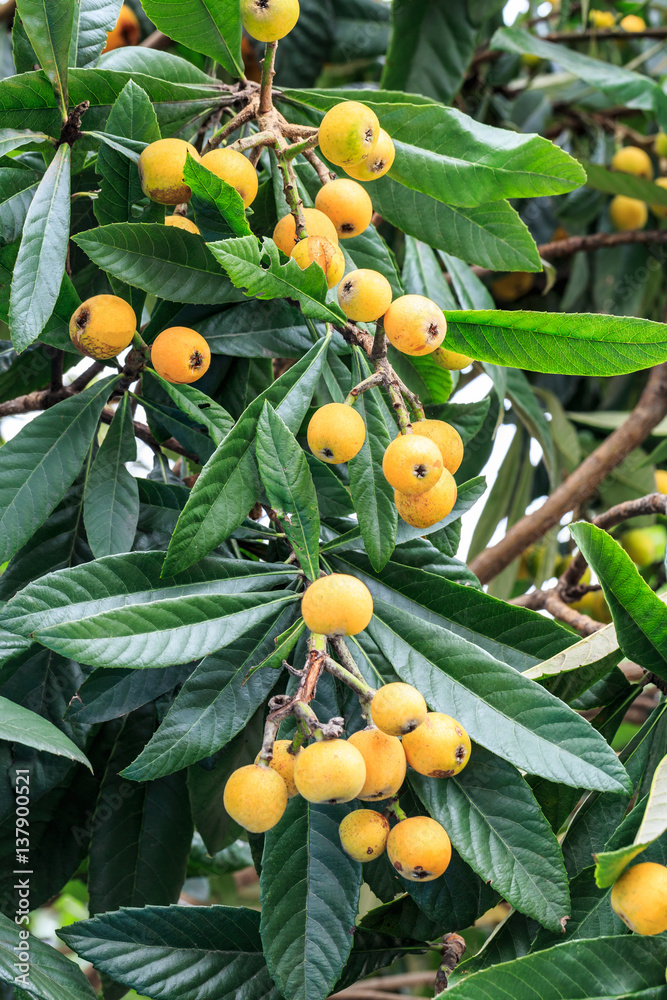 Ripe loquat fruits on the tree