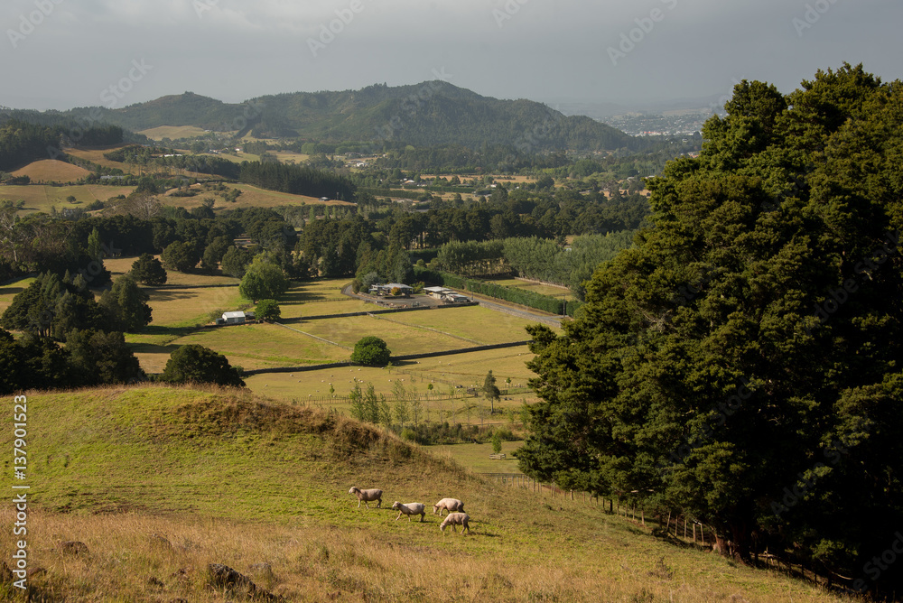 Rural view of Northland, New Zealand with hills and pastures