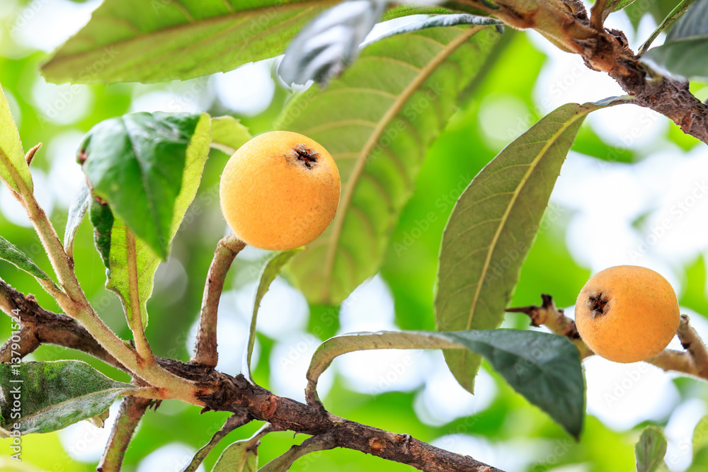 Ripe loquat fruits on the tree