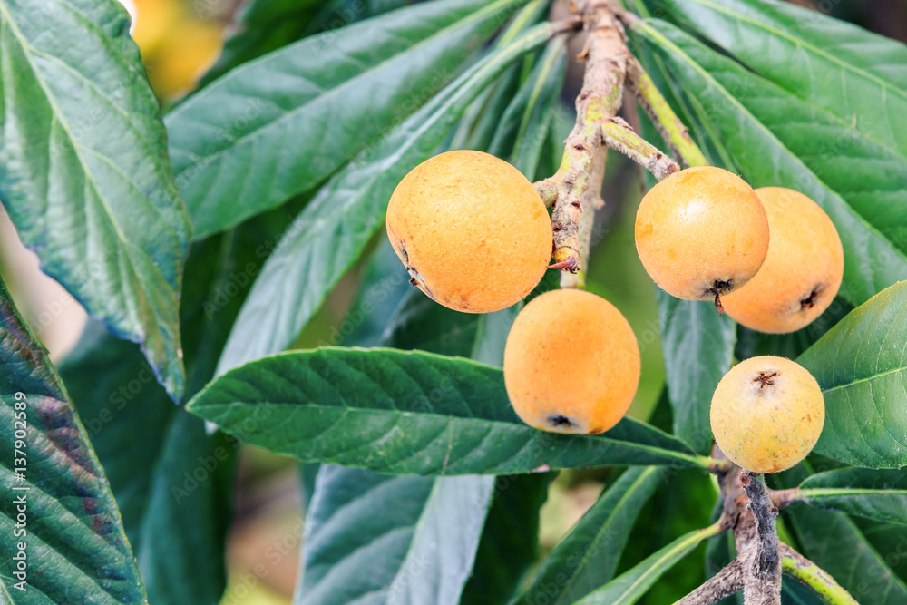 Ripe loquat fruits on the tree