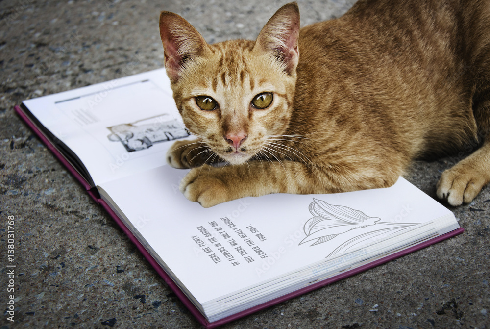 Homeless Cat Playing Book Concept