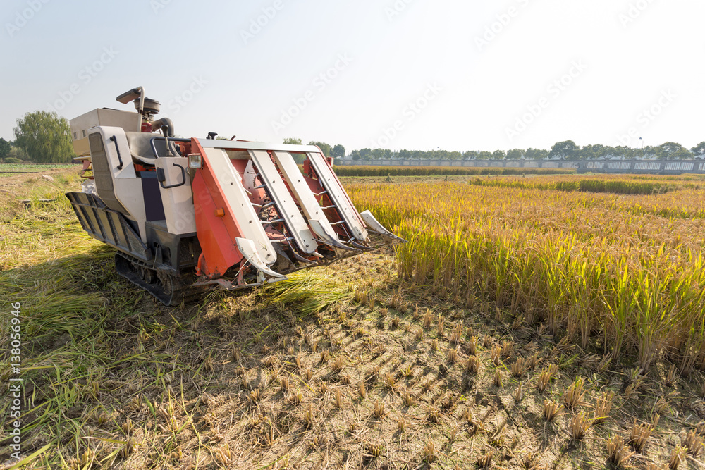 harvester in golden cereal field