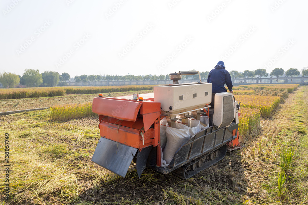 harvester in golden cereal field