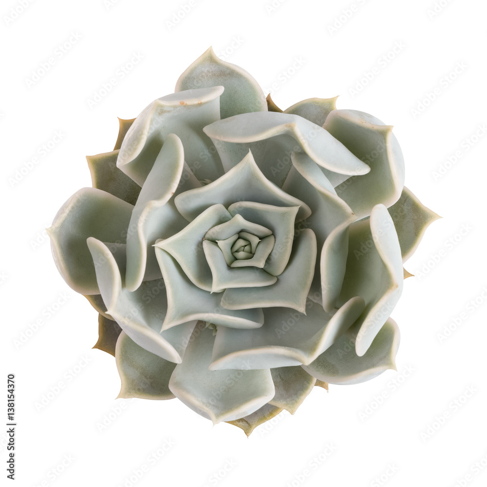 succulent plant isolated