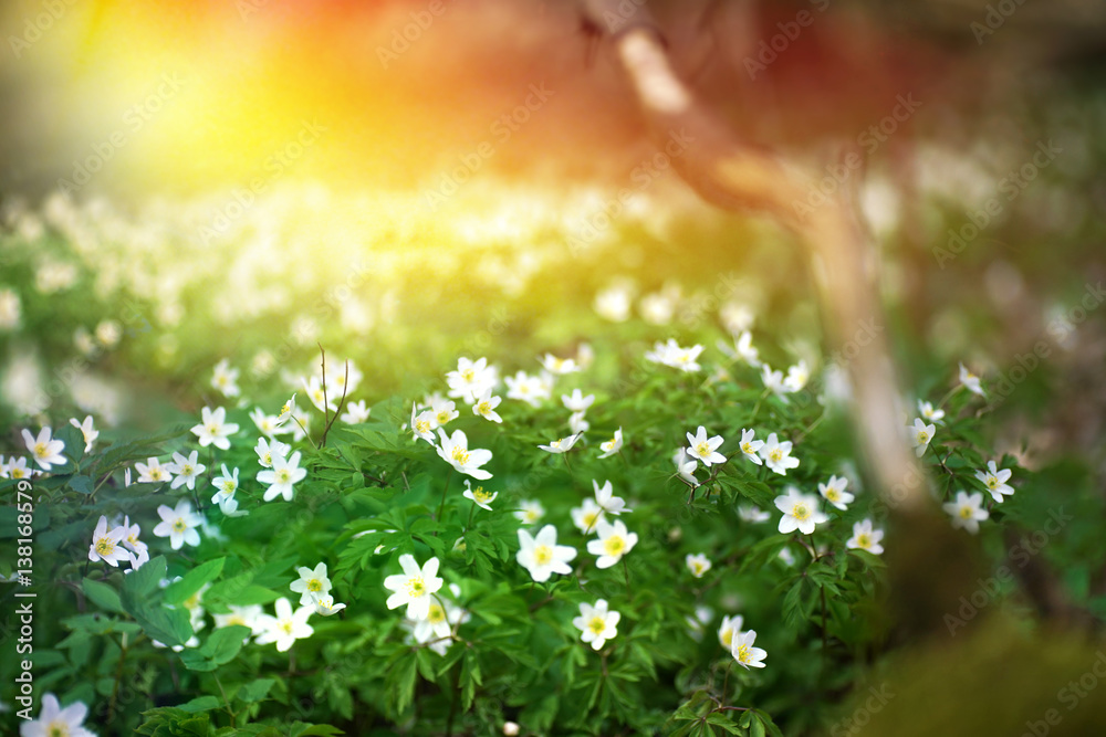 Flowering forest on sunset sunrise dawn with soft focus, spring floral botanic nature background wal