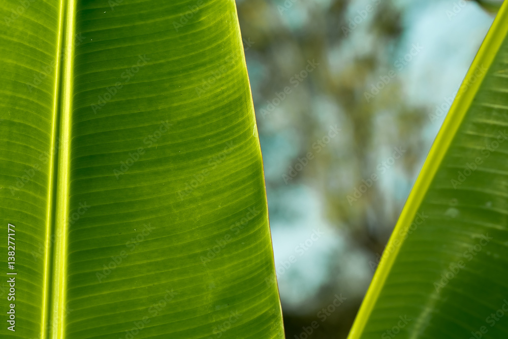 banana leaf , The leaves of the banana tree Textured abstract background