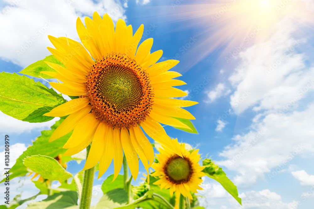 Sunflower flowers bloom in the summer