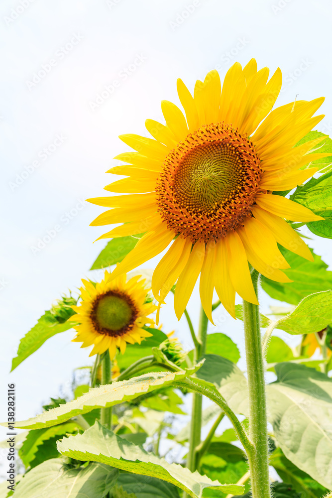 Sunflower flowers bloom in the summer