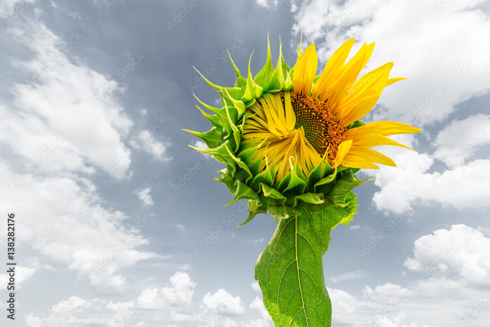 Sunflower flowers bloom in the summer