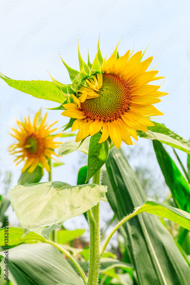 Sunflower flowers bloom in the summer