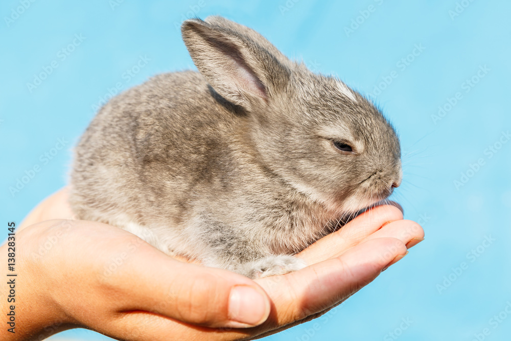 Cute little rabbit