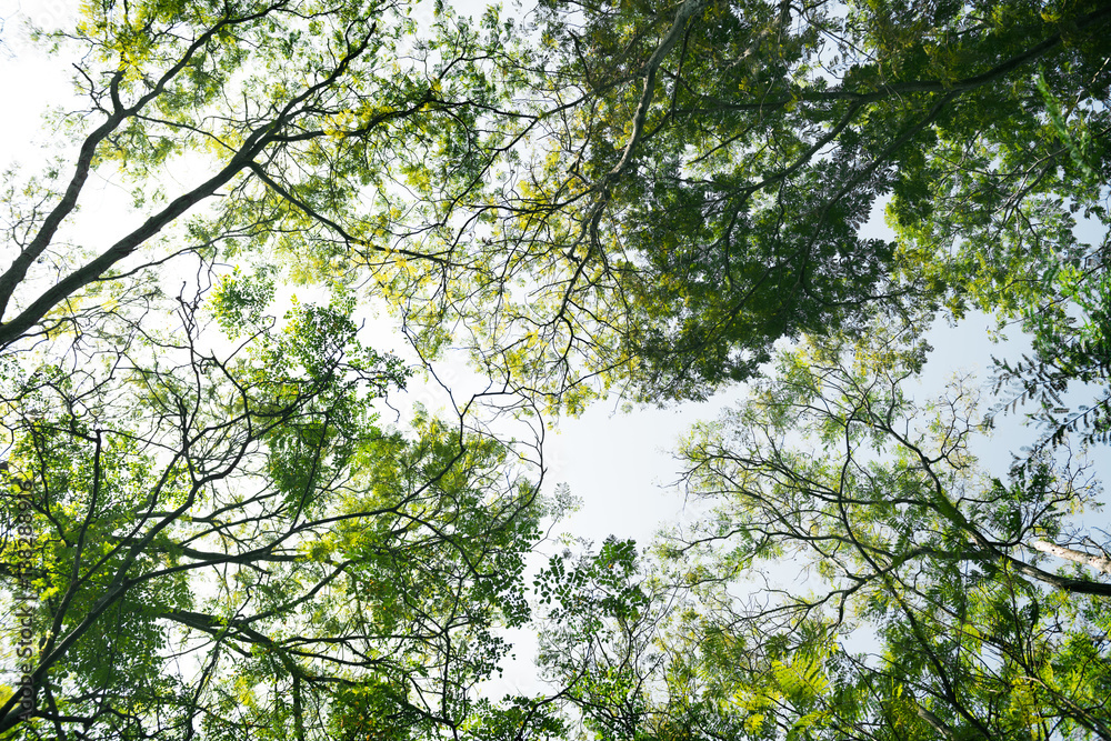 Trees Solitude Tranquil Nature Forest Tropical Concept