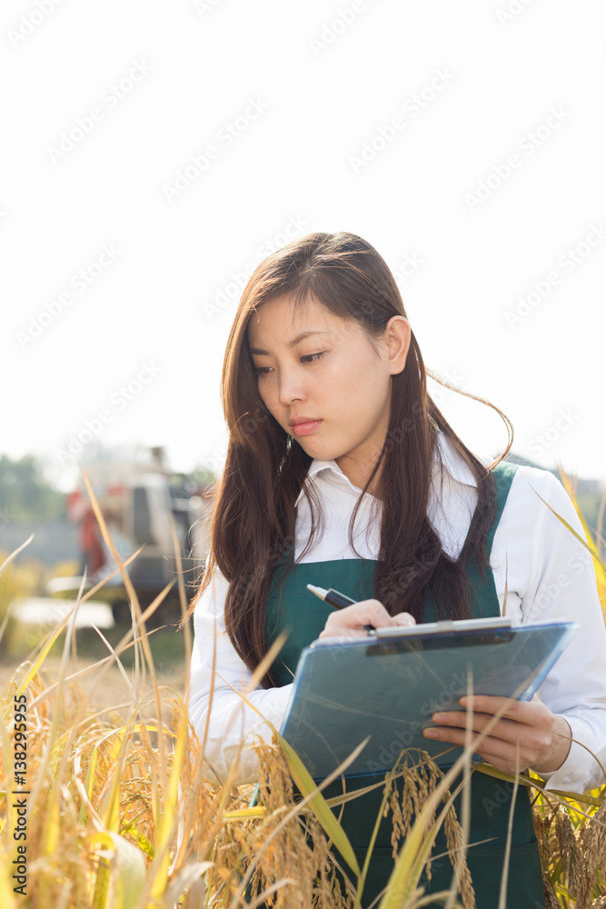 young asian woman in golden cereal field