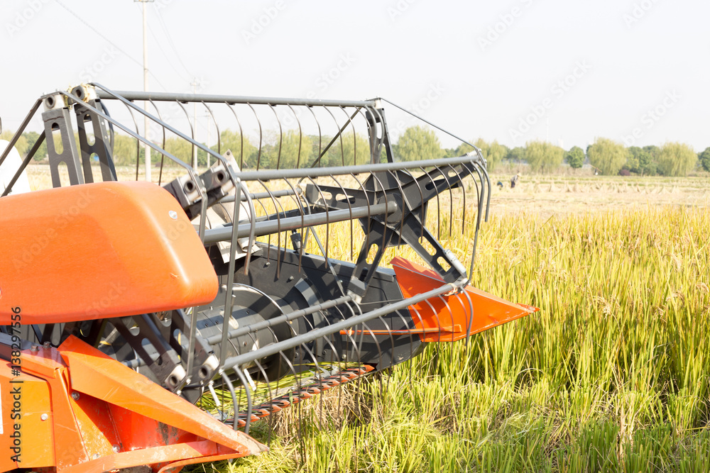 harvester in golden cereal field