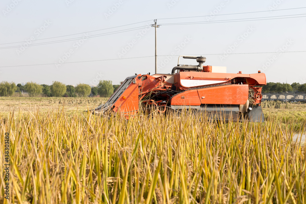 harvester in golden cereal field