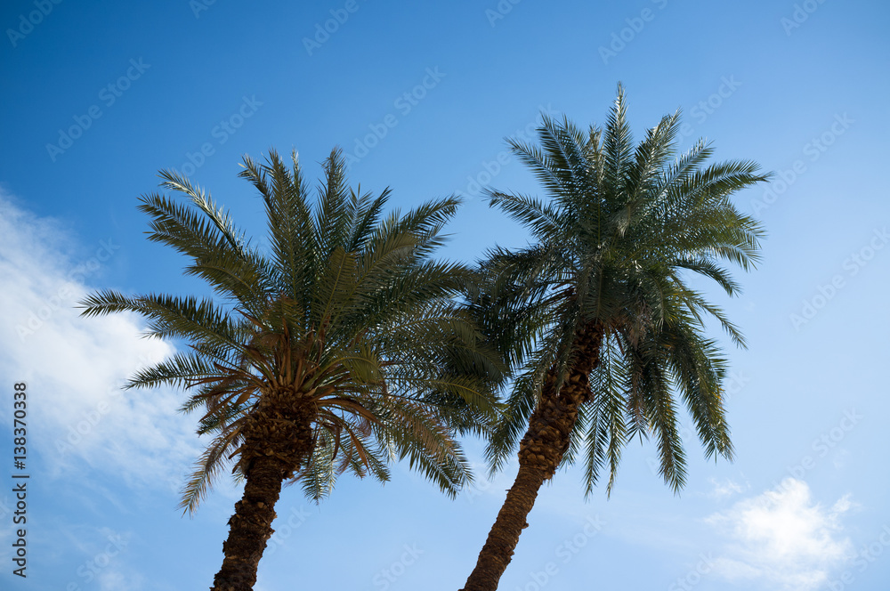 Palm trees and blue sky background