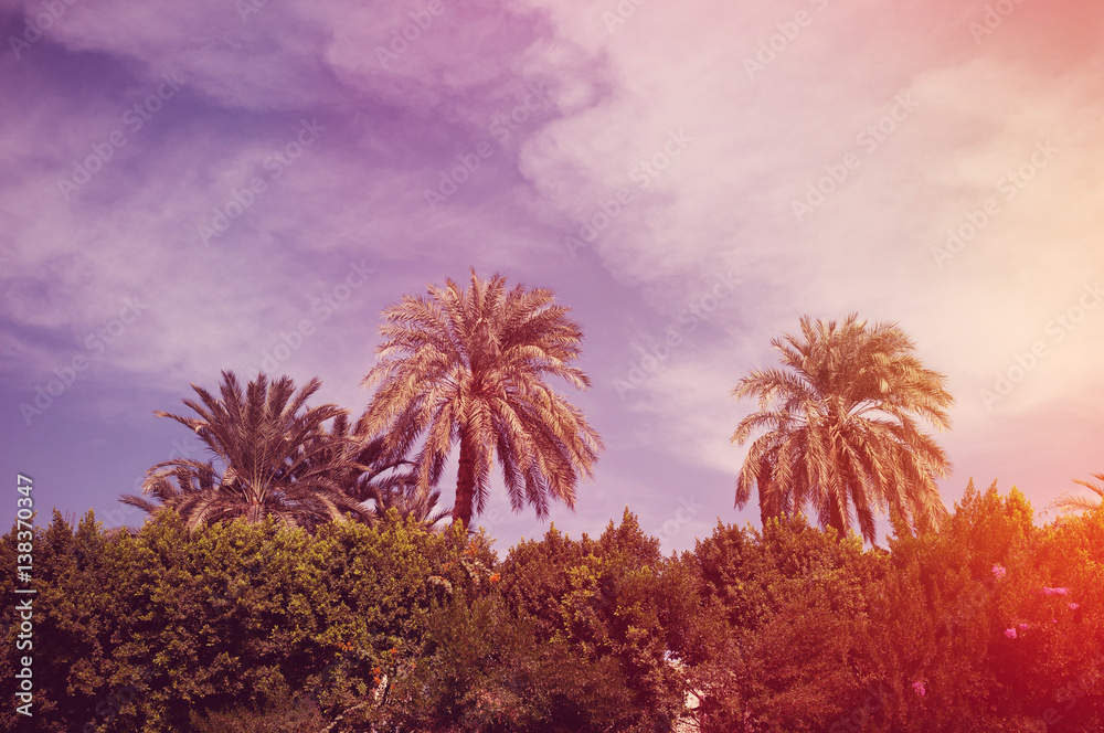 Palm trees and blue sky background