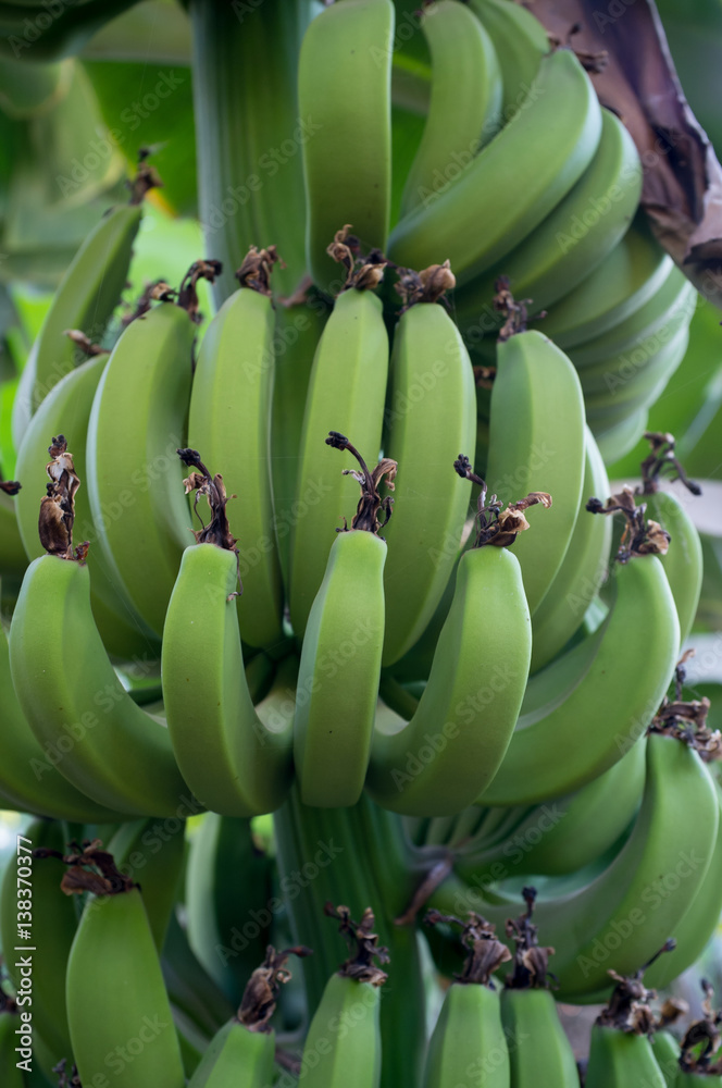 Unripe bananas in the jungle close up