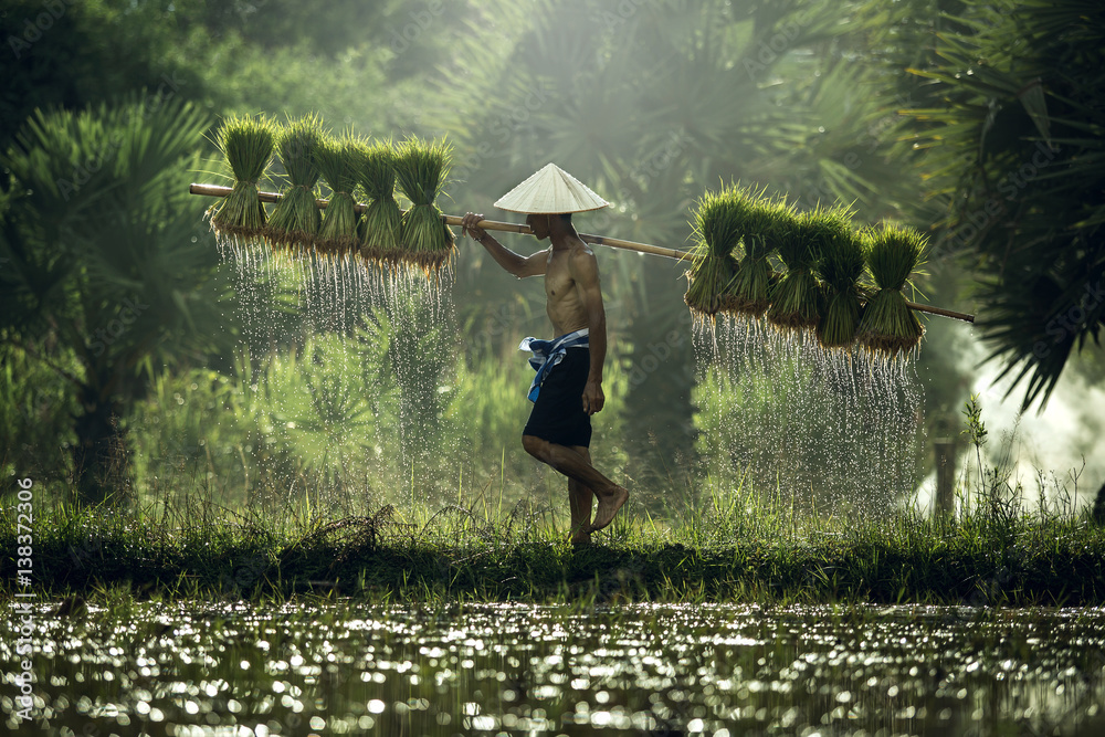 Farmers grow rice in the rainy season. They were soaked with water and mud to be prepared for planti