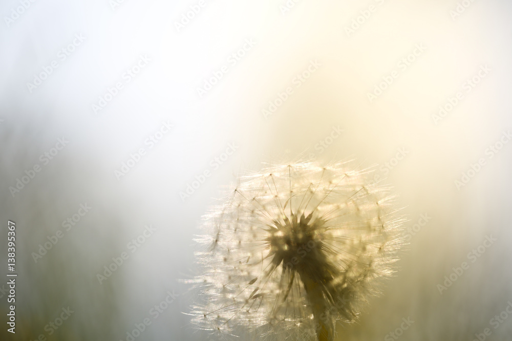 Summer dandelion and sky