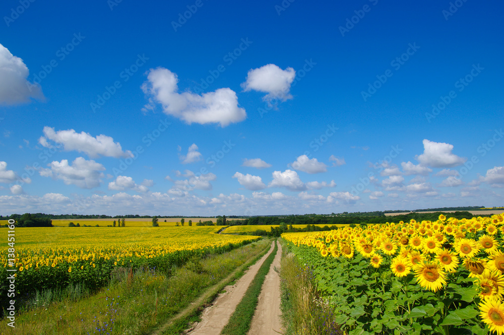 field of blooming sunflowers