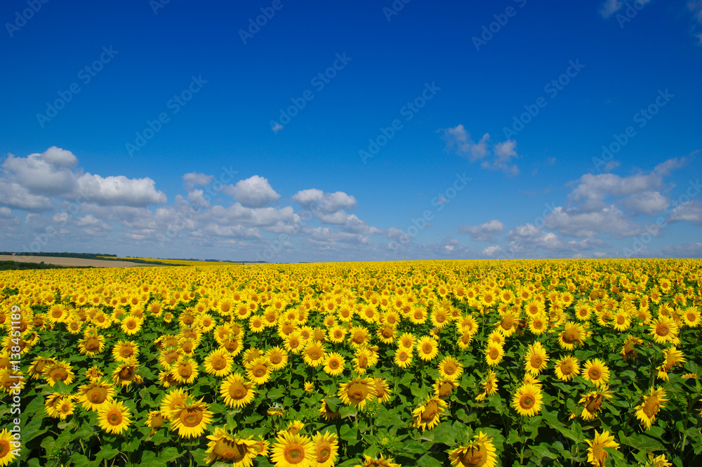 field of blooming sunflowers