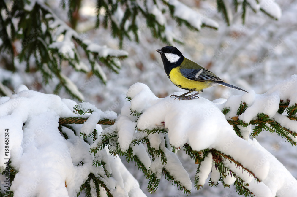 Tit sitting on spruce branches