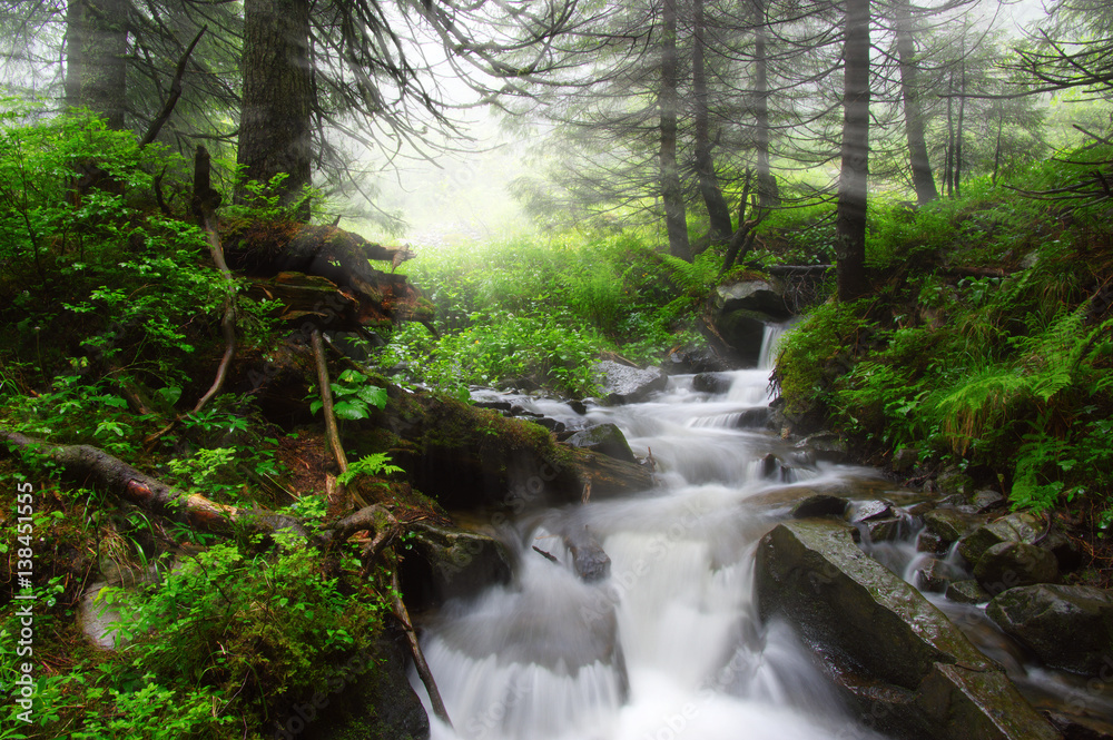 River in the woods