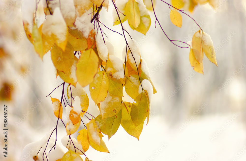 Yellow leaves in snow