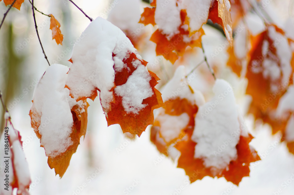 Yellow leaves in snow