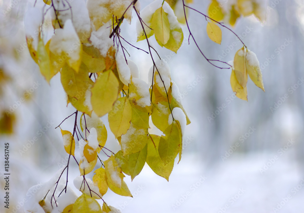 Yellow leaves in snow