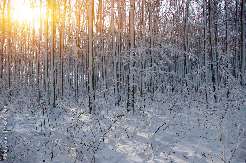 Sunset in winter forest