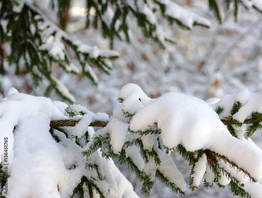 Spruce branches covered with snow